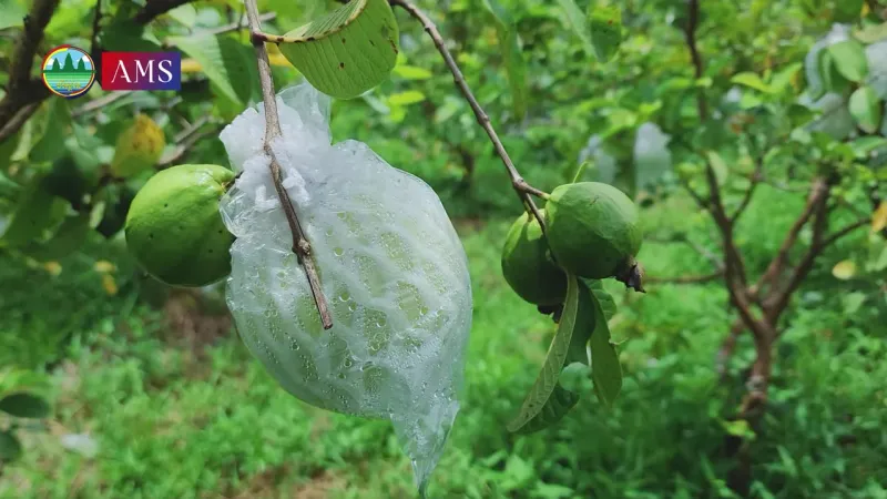 កសិករម្នាក