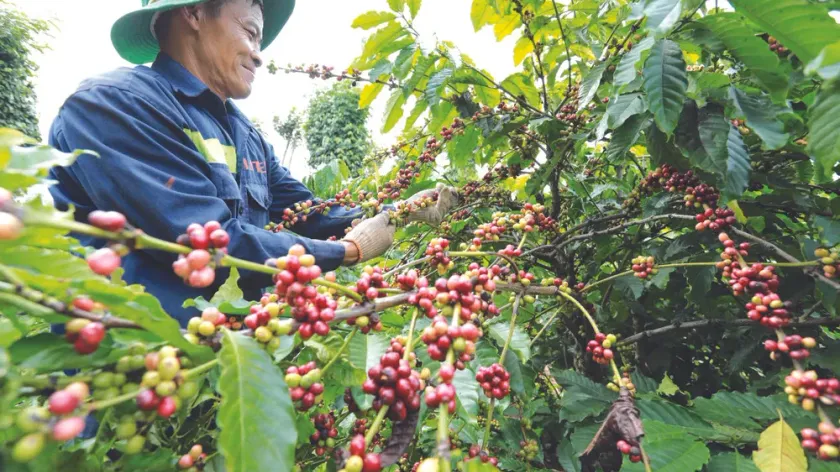 ក្រសួងកសិកម្ម ជំរុញឱ្យអ្នកដាំក...