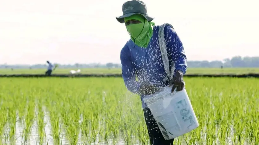 ជីកសិកម្មឡើងថ្លៃស្របពេលវិបត្តិ...