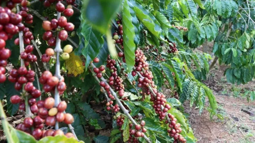 មណ្ឌលគិរី ធ្វើពិពិធកម្មលើដំណាំ...