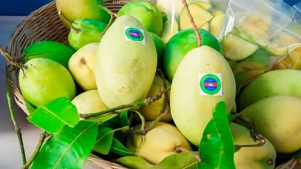 ស្វាយកែវរមៀតនៅឧត្តរមានជ័យ រំពឹ...