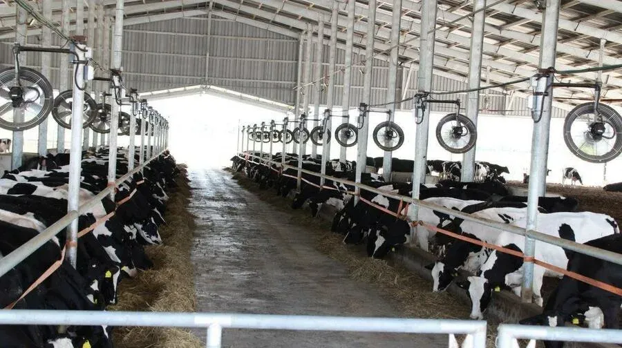 ទឹកដោះគោស្រស់ពីម៉ាឡេស៊ី កំពុងទ...