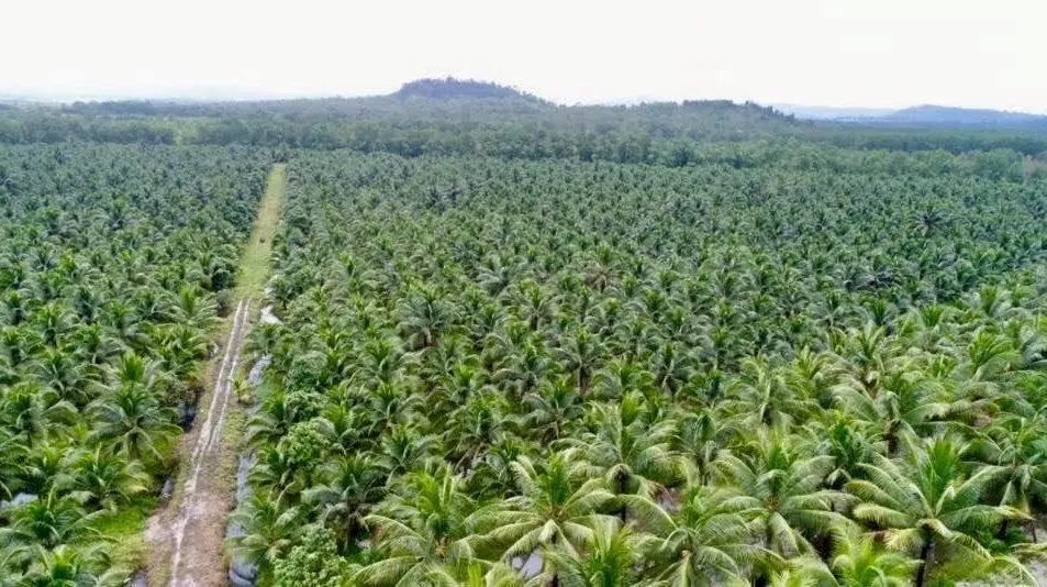 ក្រុមហ៊ុន​ចម្ការដូងប្រេង​របស់​...