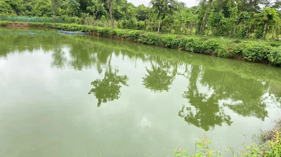 អ្នកជំនាញ ៖ កសិករគួរជីកស្រះក្ប...