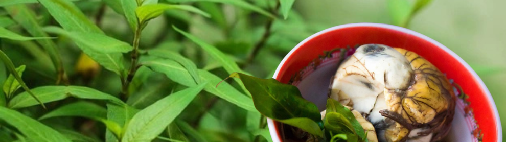 Image for article: ឃើញស្លឹកតូចៗកុំមើលរំលង!​​ “ជីរពងទាកូន” មានប្រយោជន៍ច្រើនដល់សុខភាព