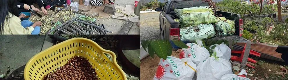 Image for article: ល្បីផ្កាបូព្រឹក្សស្អាតពេក មន្ទីរខេត្តពោធិ៍សាត់ប្រកាស​ចែកកូនផ្កាជូនពលរដ្ឋ ក្រោយបណ្ដុះជោគជ័យ