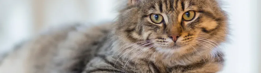 Image for article: ត្រឹមជាសត្វចិញ្ចឹម តែបើសាកល្បងសង្កេតមើល ឆ្មាកំពុងបង្រៀនមេរៀនជីវិតជូនអ្នកប្រចាំថ្ងៃ