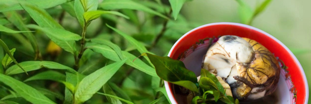 ឃើញស្លឹកតូចៗកុំមើលរំលង!​​ “ជីរពងទាកូន” មានប្រយោជន៍ច្រើនដល់សុខភាព - Main Article Image