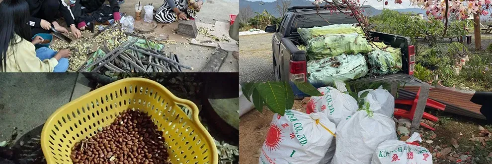 ល្បីផ្កាបូព្រឹក្សស្អាតពេក មន្ទីរខេត្តពោធិ៍សាត់ប្រកាស​ចែកកូនផ្កាជូនពលរដ្ឋ ក្រោយបណ្ដុះជោគជ័យ - Main Article Image