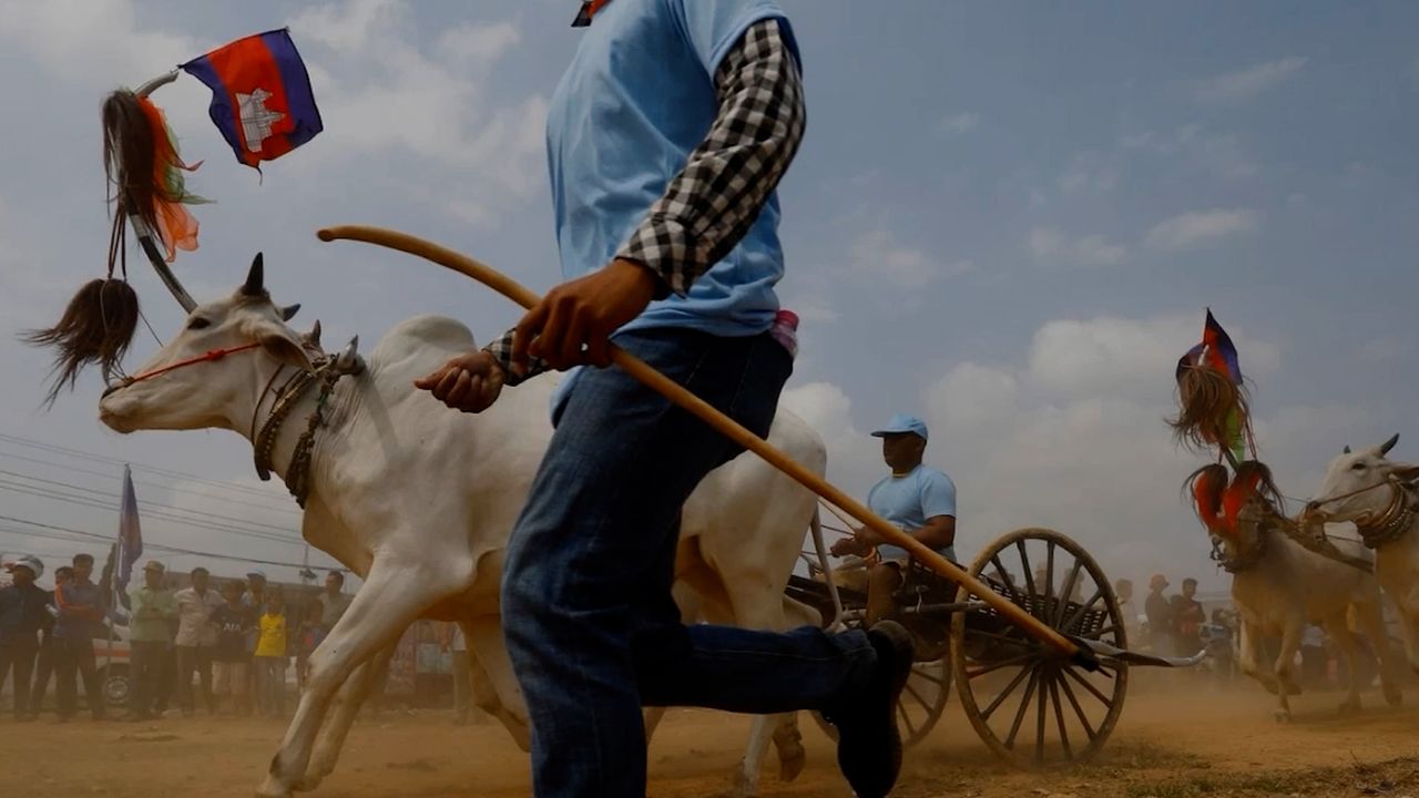 មរតកដូនតា! ការប្រណាំងរទេះសាឡីគោលឿន ត្រៀមអង្រួនទឹកដីខេត្តកំពង់ស្ពឺឱ្យកក្រើកនៅដើមខែមេសានេះ