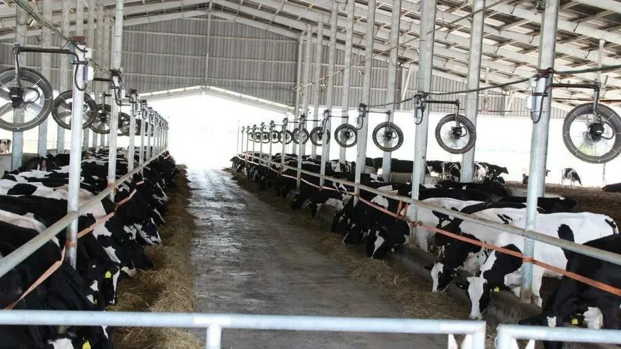 ទឹកដោះគោស្រស់ពីម៉ាឡេស៊ី កំពុងទ...