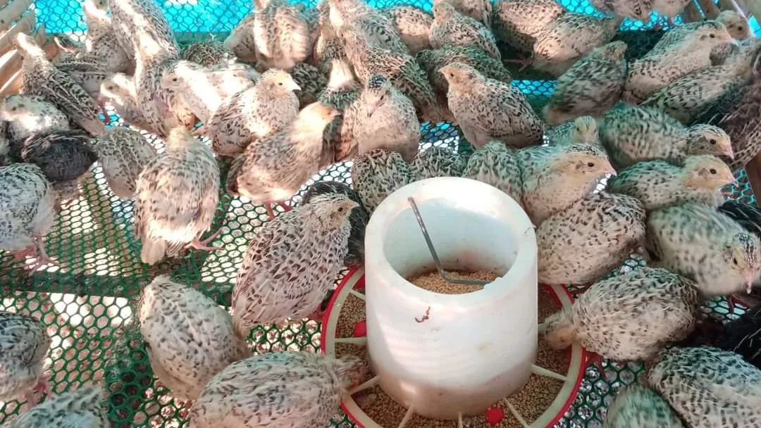 មុខរបរចិញ្ចឹមគ្រួច ឆាប់បានទទួល...