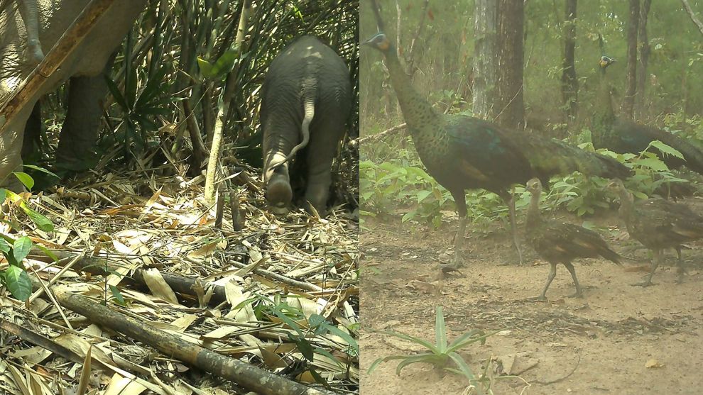 ប្រភេទសត្វកម្រ និងជុតផុតពូជ ច្រើននៅឧទ្យានជាតិវីរៈជ័យ ត្រូវបានកត់ត្រាតាមរយ:ម៉ាស៊ីនថតស្វ័យប្រវត្ត