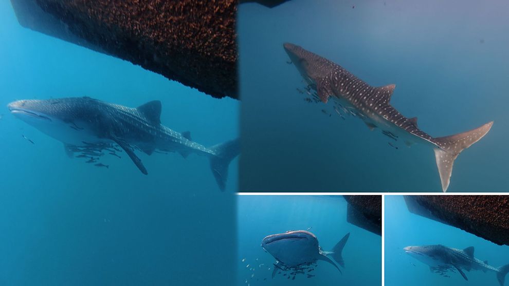 ប្រទះឃើញត្រីកម្រជិតផុតពូជ បាឡែនបាណន់គីង្គក់ (Whale Shark) បង្ហាញខ្លួននៅកោះស្ដេច