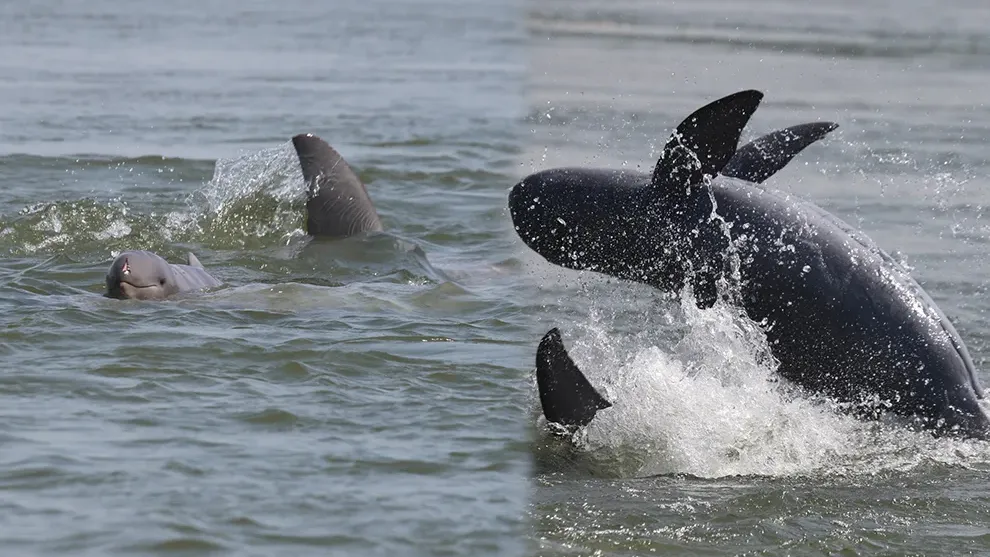 កូនផ្សោតទើបកើត ១ក្បាលបង្ហាញខ្លួននៅតំបន់អភិរក្សអន្លង់ផ្សោតកាំពី