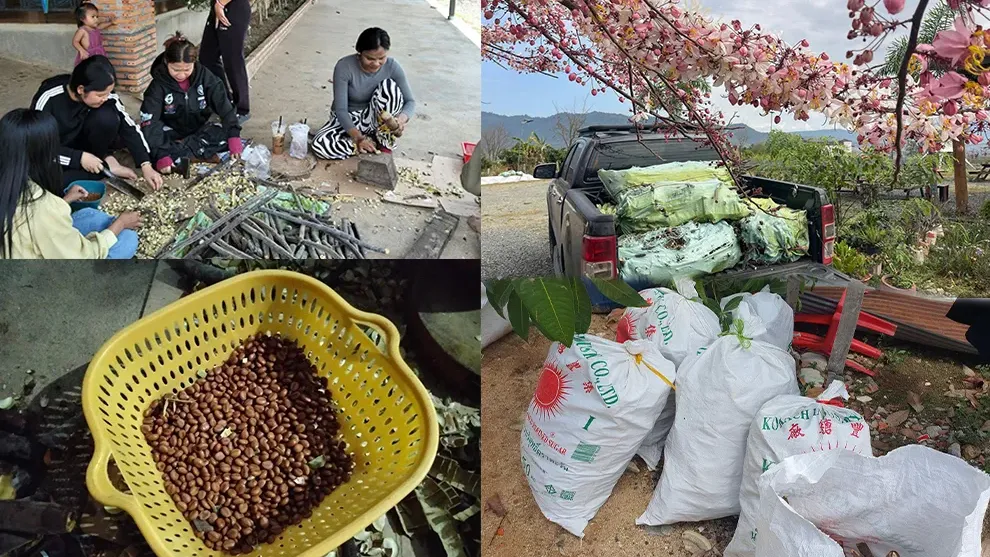 ល្បីផ្កាបូព្រឹក្សស្អាតពេក មន្ទីរខេត្តពោធិ៍សាត់ប្រកាស​ចែកកូនផ្កាជូនពលរដ្ឋ ក្រោយបណ្ដុះជោគជ័យ