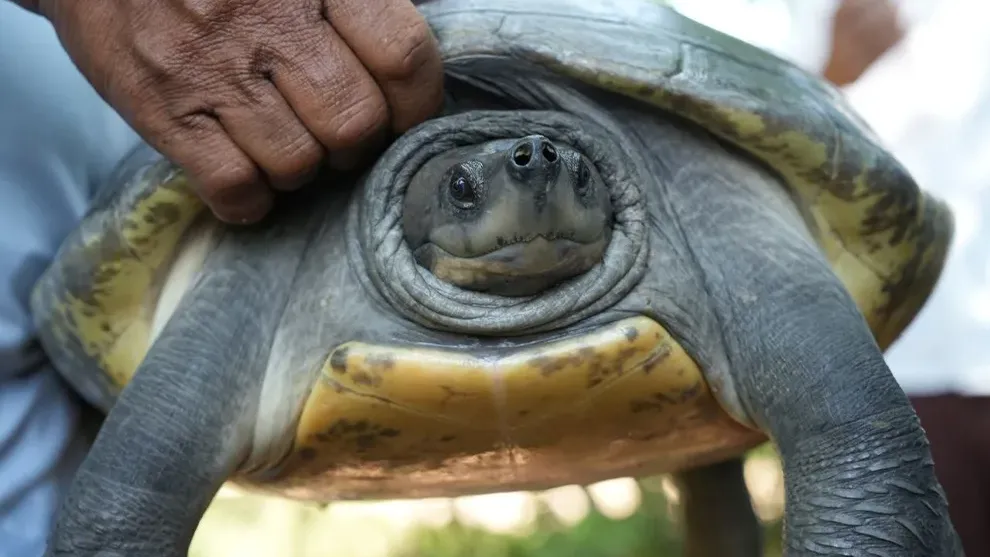 សត្វជិតផុតពូជ អណ្ដើកហ្លួង ២០ ក្បាលត្រូវបានលែងឱ្យចូលដែនធម្មជាតិនៅកម្ពុជា