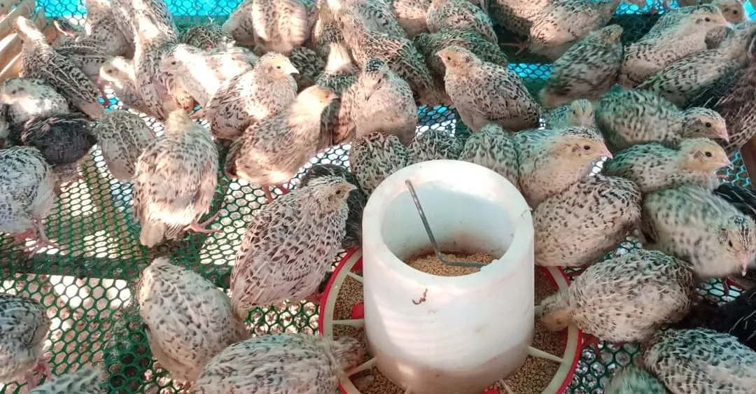 មុខរបរចិញ្ចឹមគ្រួច ឆាប់បានទទួល...