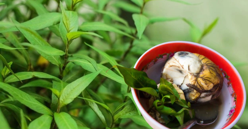 ឃើញស្លឹកតូចៗកុំមើលរំលង!​​ “ជីរពងទាកូន” មានប្រយោជន៍ច្រើនដល់សុខភាព