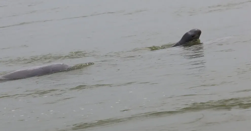 ស្វាគមន៍ កំណើតកូនផ្សោតទី២ ក្នុងឆ្នាំ ២០២៦ លើទឹកដីខេត្តក្រចេះ