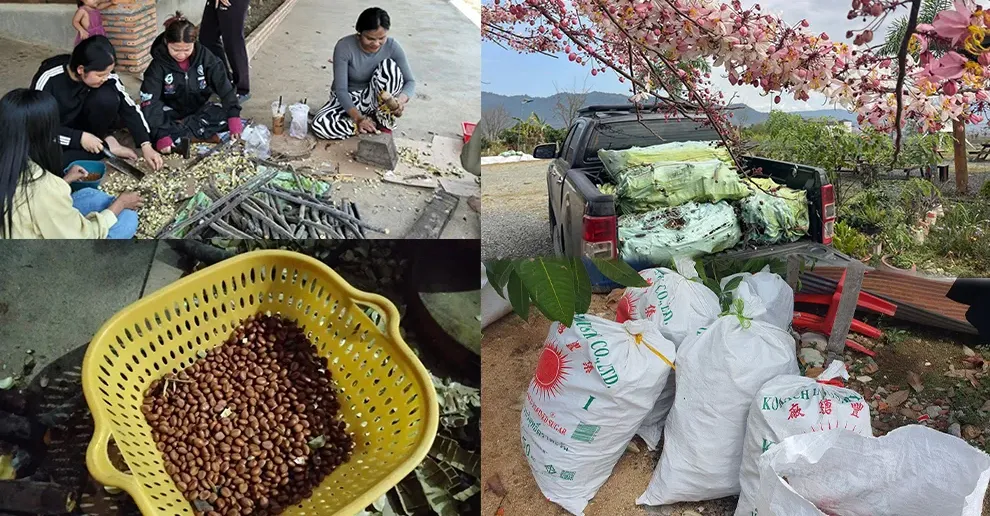 ល្បីផ្កាបូព្រឹក្សស្អាតពេក មន្ទីរខេត្តពោធិ៍សាត់ប្រកាស​ចែកកូនផ្កាជូនពលរដ្ឋ ក្រោយបណ្ដុះជោគជ័យ