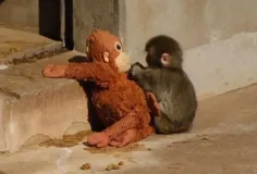 រឿងកូនស្វាកម្សត់នៅសួនសត្វប្រទេសជប៉ុនកំពុងអង្រួនចិត្តមនុស្សរាប់លាននាក់