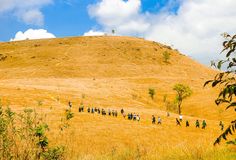 វាលស្មៅបៃតងស្រស់ប្រែជាពណ៌មាសបង្កើតបានទិដ្ឋភាពប្លែកភ្នែកលើភ្នំខ្នងផ្សារ