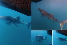 ប្រទះឃើញត្រីកម្រជិតផុតពូជ បាឡែនបាណន់គីង្គក់ (Whale Shark) បង្ហាញខ្លួននៅកោះស្ដេច