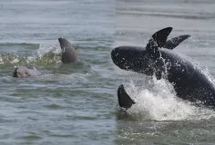 កូនផ្សោតទើបកើត ១ក្បាលបង្ហាញខ្លួននៅតំបន់អភិរក្សអន្លង់ផ្សោតកាំពី