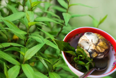 ឃើញស្លឹកតូចៗកុំមើលរំលង!​​ “ជីរពងទាកូន” មានប្រយោជន៍ច្រើនដល់សុខភាព