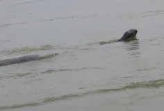 ស្វាគមន៍ កំណើតកូនផ្សោតទី២ ក្នុងឆ្នាំ ២០២៦ លើទឹកដីខេត្តក្រចេះ