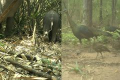 ប្រភេទសត្វកម្រ និងជុតផុតពូជ ច្រើននៅឧទ្យានជាតិវីរៈជ័យ ត្រូវបានកត់ត្រាតាមរយ:ម៉ាស៊ីនថតស្វ័យប្រវត្ត - Article