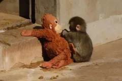 រឿងកូនស្វាកម្សត់នៅសួនសត្វប្រទេសជប៉ុនកំពុងអង្រួនចិត្តមនុស្សរាប់លាននាក់ - Article