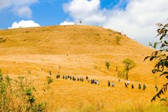 វាលស្មៅបៃតងស្រស់ប្រែជាពណ៌មាសបង្កើតបានទិដ្ឋភាពប្លែកភ្នែកលើភ្នំខ្នងផ្សារ - Article