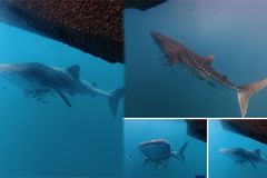 ប្រទះឃើញត្រីកម្រជិតផុតពូជ បាឡែនបាណន់គីង្គក់ (Whale Shark) បង្ហាញខ្លួននៅកោះស្ដេច - Article