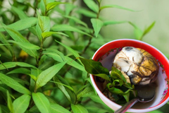 ឃើញស្លឹកតូចៗកុំមើលរំលង!​​ “ជីរពងទាកូន” មានប្រយោជន៍ច្រើនដល់សុខភាព - Article