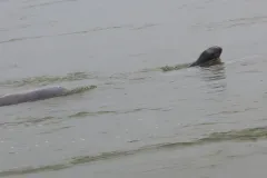 ស្វាគមន៍ កំណើតកូនផ្សោតទី២ ក្នុងឆ្នាំ ២០២៦ លើទឹកដីខេត្តក្រចេះ - Article