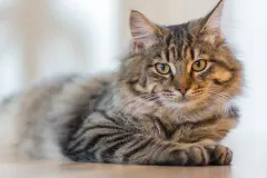 ត្រឹមជាសត្វចិញ្ចឹម តែបើសាកល្បងសង្កេតមើល ឆ្មាកំពុងបង្រៀនមេរៀនជីវិតជូនអ្នកប្រចាំថ្ងៃ - Article