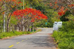 ដល់រដូវហើយ! ផ្កាក្ងោកខេត្តកែប ចាប់ផ្ដើមរីកដាសពេញផ្លូវ ស្អាតខ្លាំងណាស់ - Article
