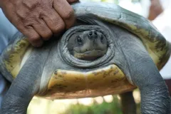 សត្វជិតផុតពូជ អណ្ដើកហ្លួង ២០ ក្បាលត្រូវបានលែងឱ្យចូលដែនធម្មជាតិនៅកម្ពុជា - Article