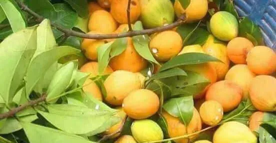 រដូវគុយដល់ហើយ! ប្រជាសហគមន៍ រីក...