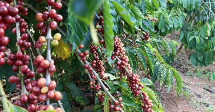 មណ្ឌលគិរី ធ្វើពិពិធកម្មលើដំណាំ...