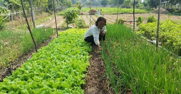 កសិករគួរផ្លាស់ប្តូរផ្នត់គំនិតក...
