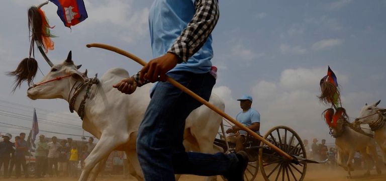 មរតកដូនតា! ការប្រណាំងរទេះសាឡីគ...