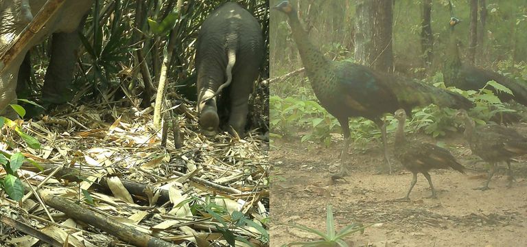 ប្រភេទសត្វកម្រ និងជុតផុតពូជ ច្រើននៅឧទ្យានជាតិវីរៈជ័យ ត្រូវបានកត់ត្រាតាមរយ:ម៉ាស៊ីនថតស្វ័យប្រវត្ត