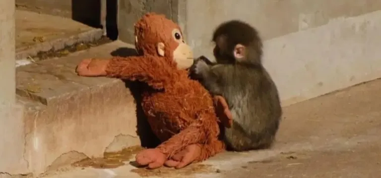 រឿងកូនស្វាកម្សត់នៅសួនសត្វប្រទេសជប៉ុនកំពុងអង្រួនចិត្តមនុស្សរាប់លាននាក់