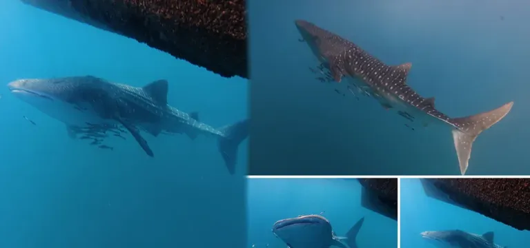 ប្រទះឃើញត្រីកម្រជិតផុតពូជ បាឡែនបាណន់គីង្គក់ (Whale Shark) បង្ហាញខ្លួននៅកោះស្ដេច