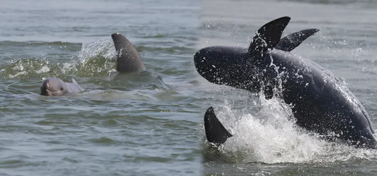 កូនផ្សោតទើបកើត ១ក្បាលបង្ហាញខ្លួននៅតំបន់អភិរក្សអន្លង់ផ្សោតកាំពី