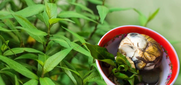 ឃើញស្លឹកតូចៗកុំមើលរំលង!​​ “ជីរពងទាកូន” មានប្រយោជន៍ច្រើនដល់សុខភាព