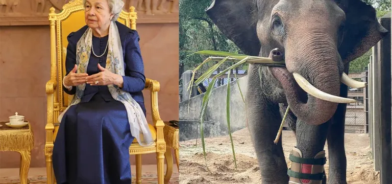 សម្ដេច​ម៉ែ ប្រោស​ប្រទានជើងសិប្បនិម្មិត​ដល់ដំរី ឈូក ដែល​កំពុង​រស់​នៅ​ភ្នំ​តាម៉ៅ